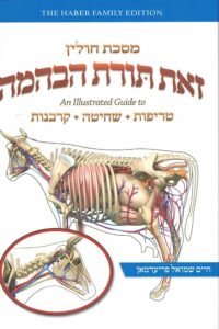 Hebrew book cover with cow anatomy illustration and text.